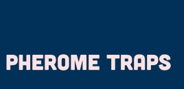 Pherome Traps Aroona