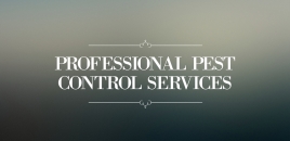 Professional Pest Control Services West Perth west perth