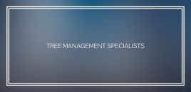 Tree Management Specialists alexandria