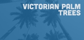Victorian Palm Trees Keilor keilor