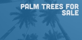 Pearcedale Palm Trees For Sale Pearcedale