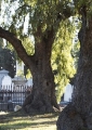 Our Continuing Care of the Cemetery Parkville